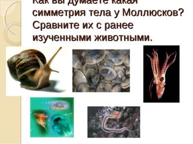 Как вы думаете какая симметрия тела у Моллюсков? Сравните их с ранее изученны...