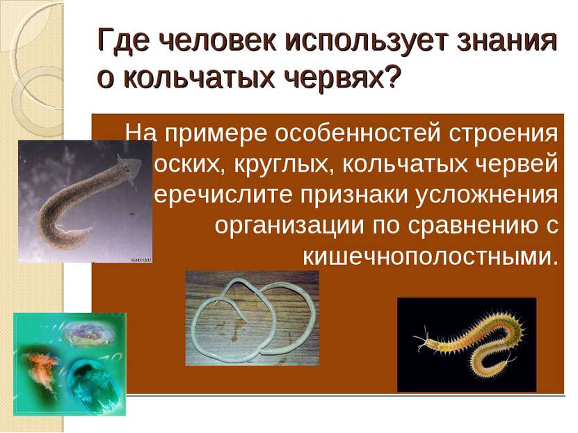 Где человек использует знания о кольчатых червях? На примере особенностей стр...