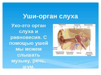Уши-орган слуха Ухо-это орган слуха и равновесия. С помощью ушей мы можем слы...