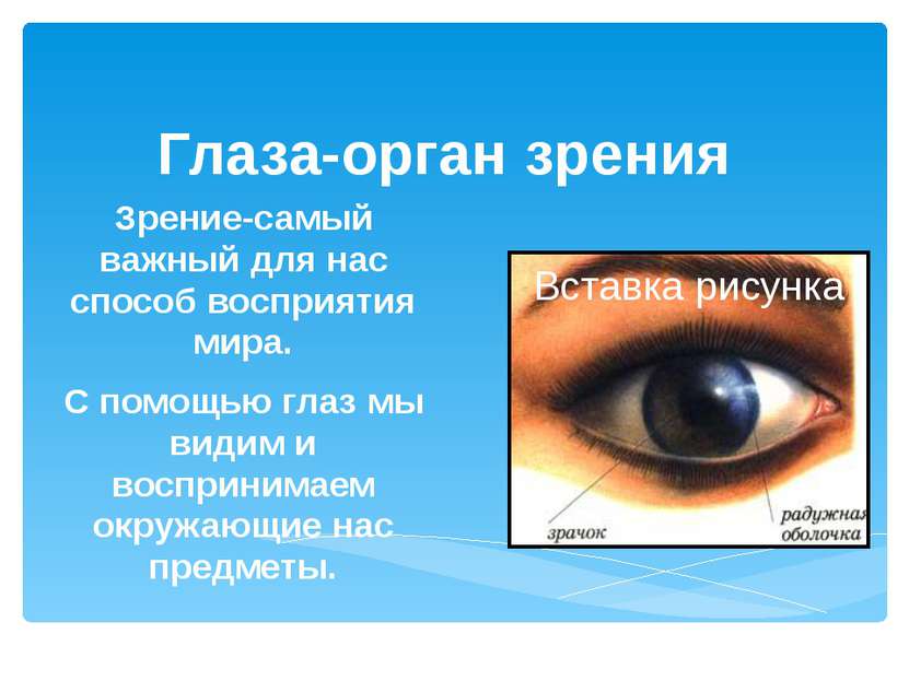 Глаза-орган зрения Зрение-самый важный для нас способ восприятия мира. С помо...