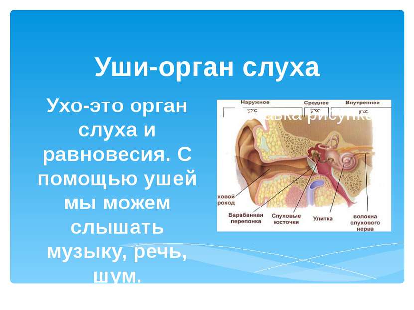 Уши-орган слуха Ухо-это орган слуха и равновесия. С помощью ушей мы можем слы...