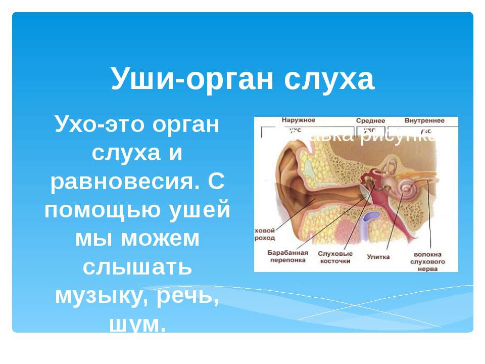 Рассказы про уши. Уши орган слуха. Органы чувств орган слуха.