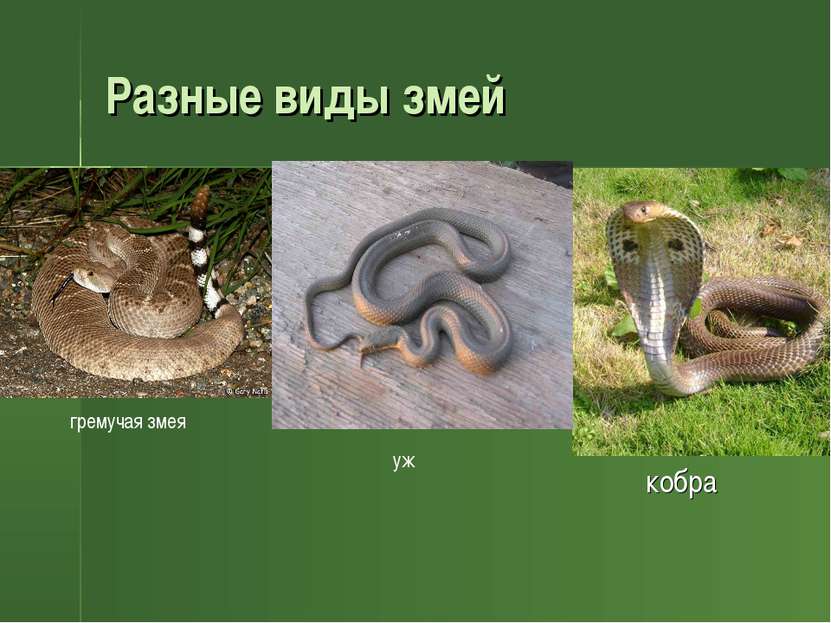Разные виды змей кобра кобра гремучая змея уж