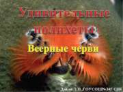 Удивительные полихеты Веерные черви