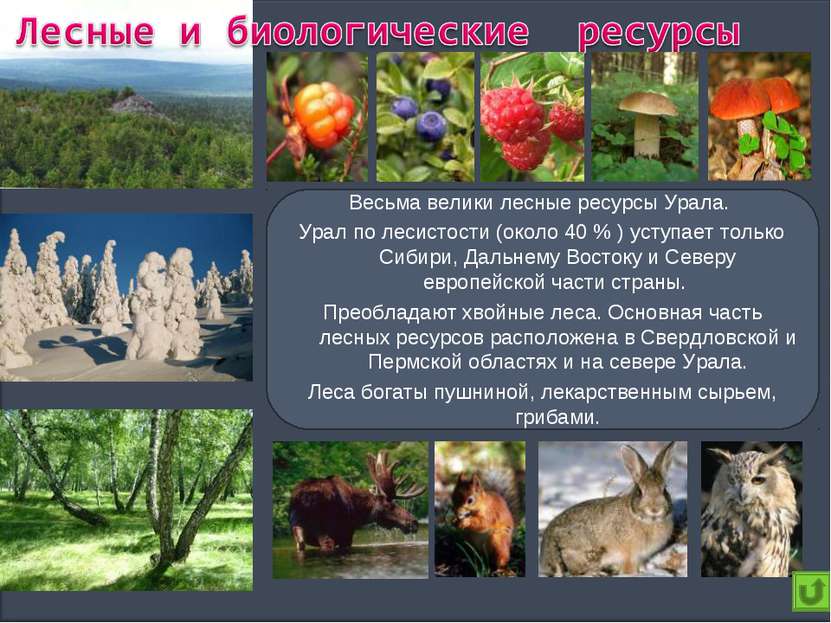 Весьма велики лесные ресурсы Урала. Урал по лесистости (около 40 % ) уступает...
