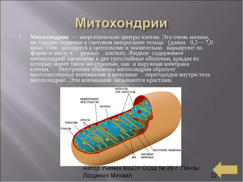 Митохондрии  — энергетические центры клетки. Это очень мелкие, но хорошо види...