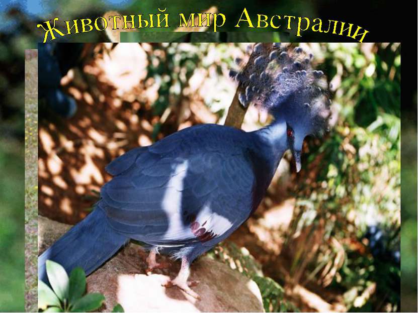 Замечательны в Австралии птицы. Здесь обитает эму, казуар, много видов попуга...