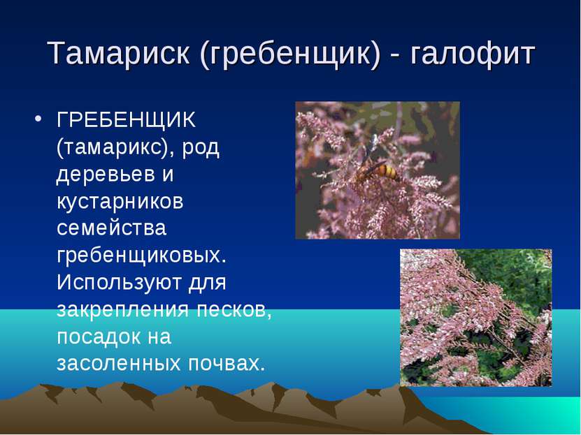Тамариск (гребенщик) - галофит ГРЕБЕНЩИК (тамарикс), род деревьев и кустарник...