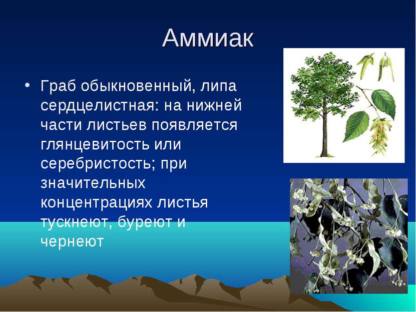 Аммиак Граб обыкновенный, липа сердцелистная: на нижней части листьев появляе...