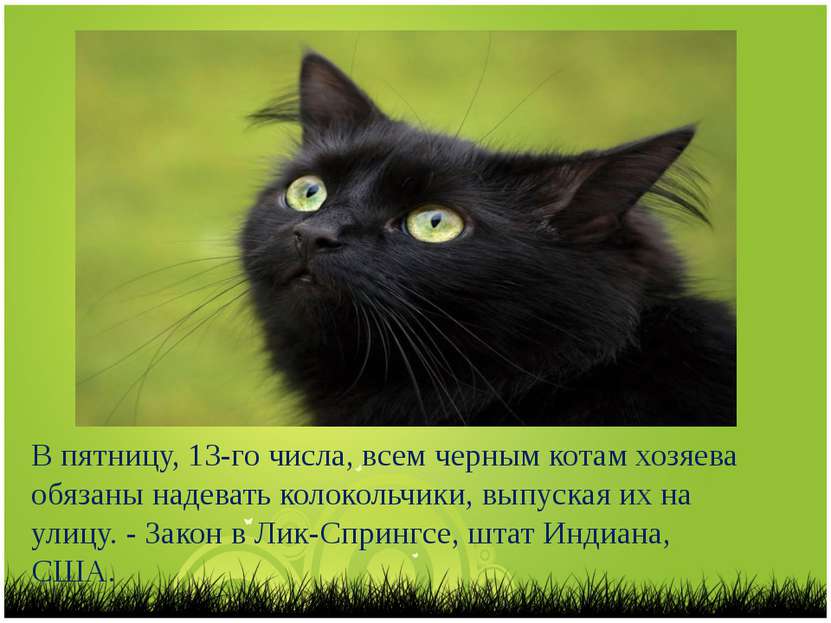 В пятницу, 13-го числа, всем черным котам хозяева обязаны надевать колокольчи...