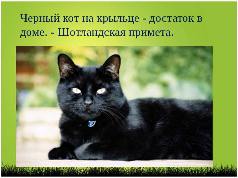 Черный кот на крыльце - достаток в доме. - Шотландская примета.