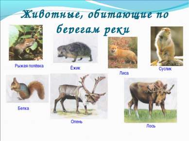 Животные, обитающие по берегам реки Рыжая полёвка Лиса Суслик Ёжик Белка Олен...