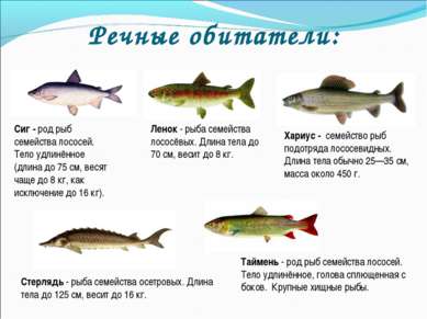 Речные обитатели: Сиг - род рыб семейства лососей. Тело удлинённое (длина до ...