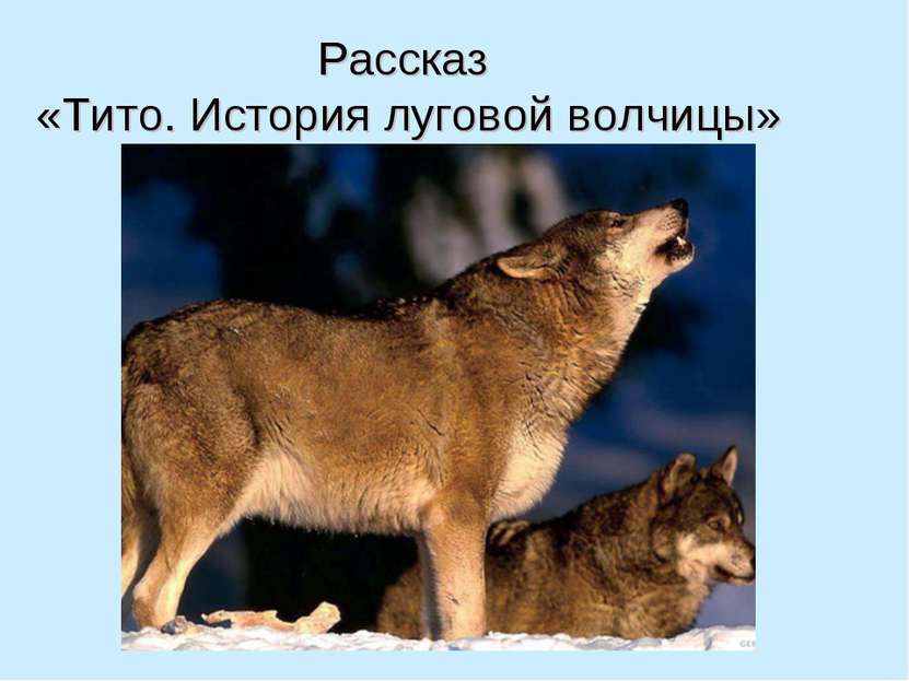 Рассказ «Тито. История луговой волчицы»