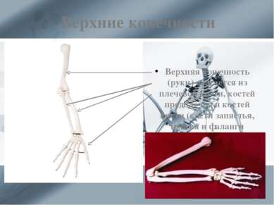 Верхние конечности Верхняя конечность (руки) слагается из плечевой кости, кос...