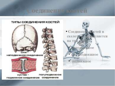 Соединение костей Соединение костей в скелете подразделяется на три типа: неп...
