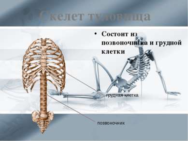 Скелет туловища Состоит из позвоночника и грудной клетки грудная клетка позво...