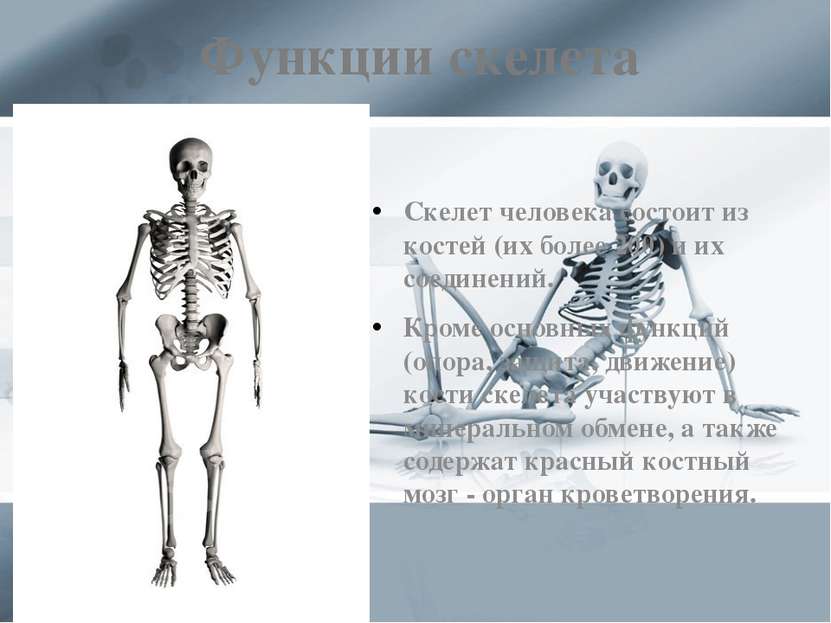 Функции скелета Скелет человека состоит из костей (их более 200) и их соедине...