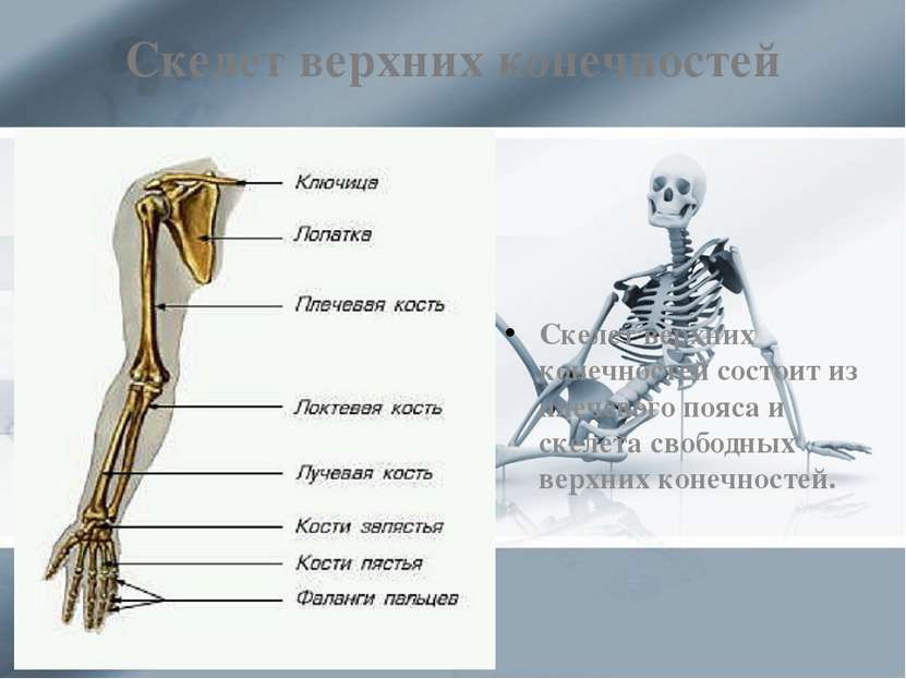 Скелет верхних конечностей Скелет верхних конечностей состоит из плечевого по...