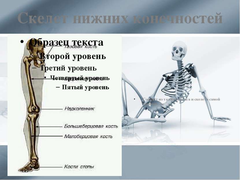 Скелет нижних конечностей Состоит из тазового пояса и скелета самой конечности
