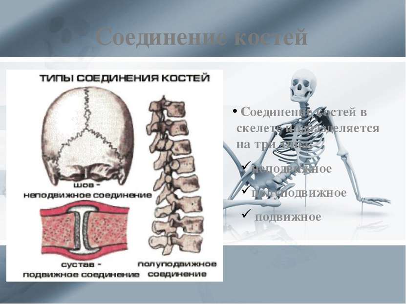 Соединение костей Соединение костей в скелете подразделяется на три типа: неп...