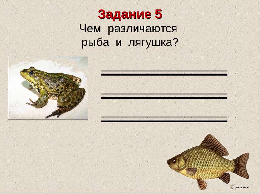 Задание 5 Чем различаются рыба и лягушка?  
