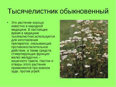 Тысячелистник обыкновенный Это растение хорошо известно в народной медицине. ...