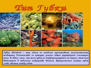 Губки (Porifera) – тип одних из наиболее примитивных многоклеточных животных,...