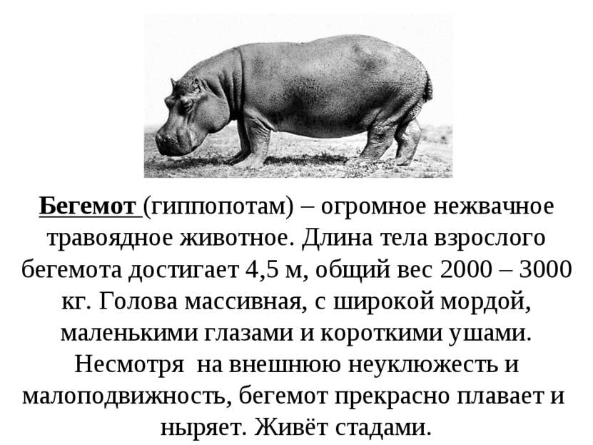 Бегемот (гиппопотам) – огромное нежвачное травоядное животное. Длина тела взр...