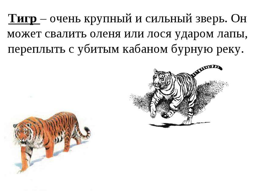 Тигр – очень крупный и сильный зверь. Он может свалить оленя или лося ударом ...