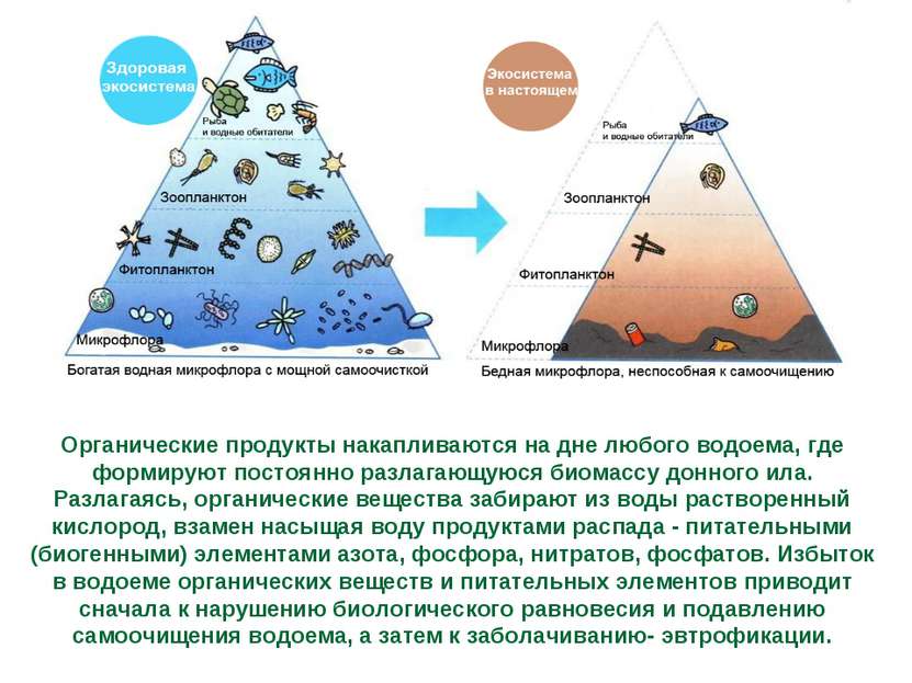 Органические продукты накапливаются на дне любого водоема, где формируют пост...