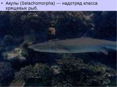 Акулы (Selachomorpha) — надотряд класса хрящевых рыб.