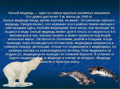 Белый медведь — один из самых крупных наземных хищников. Его длина достигает ...