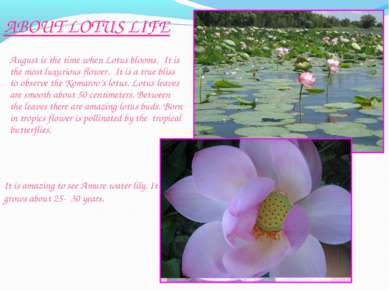 August is the time when Lotus blooms. It is the most luxurious flower. It is ...