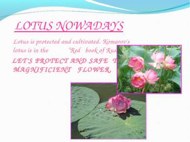 LOTUS NOWADAYS Lotus is protected and cultivated. Komarov's lotus is in the “...