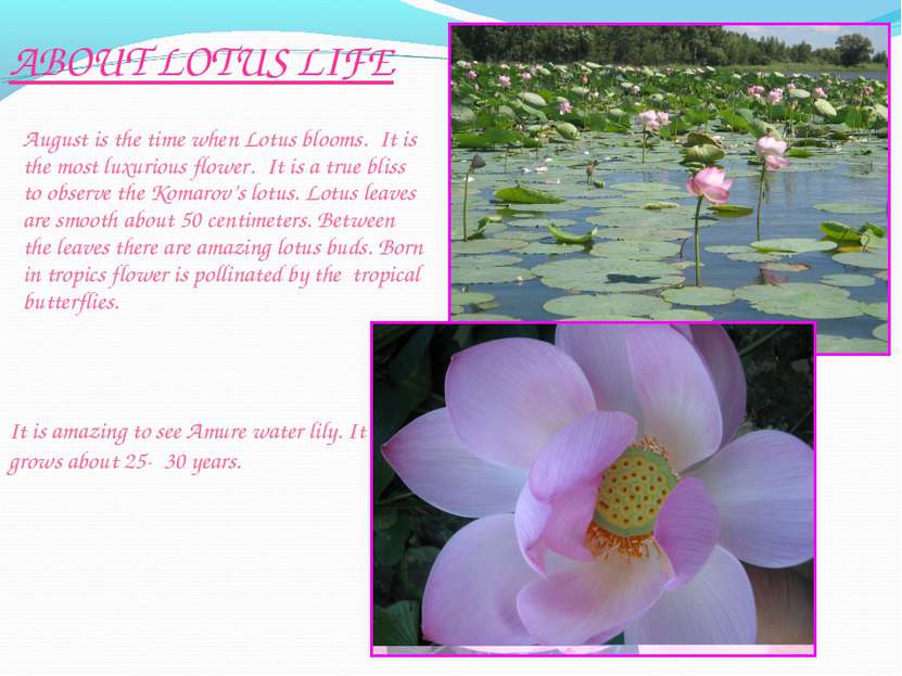 August is the time when Lotus blooms. It is the most luxurious flower. It is ...