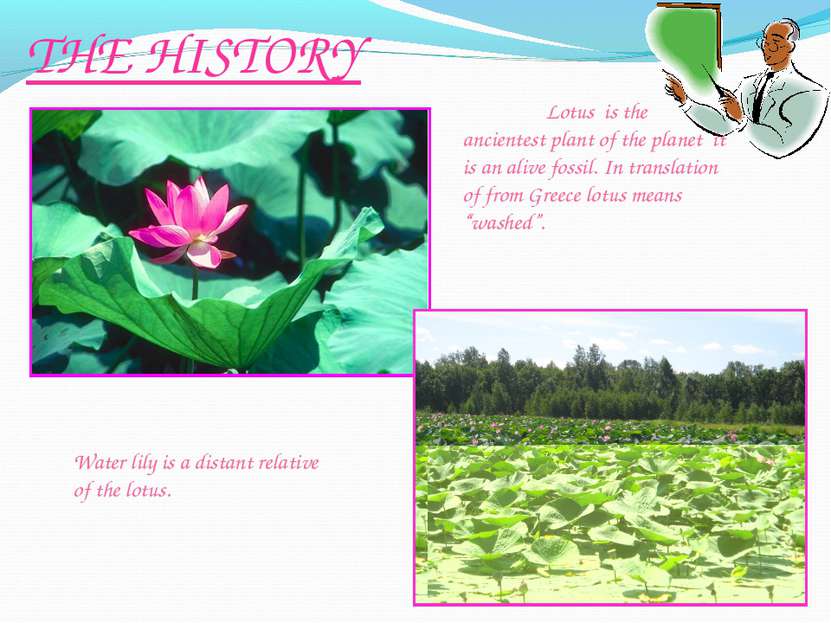 THE HISTORY Water lily is a distant relative of the lotus. Lotus is the ancie...