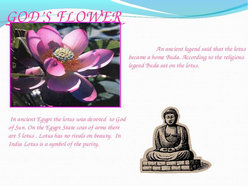 GOD’S FLOWER An ancient legend said that the lotus became a home Buda. Accord...