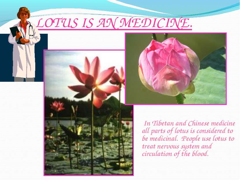 LOTUS IS AN MEDICINE. In Tibetan and Chinese medicine all parts of lotus is c...