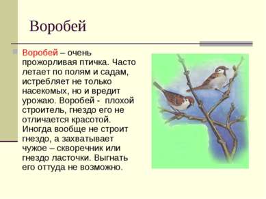 Воробей Воробей – очень прожорливая птичка. Часто летает по полям и садам, ис...