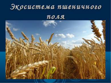 Экосистема пшеничного поля