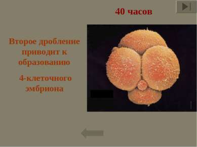 40 часов Второе дробление приводит к образованию 4-клеточного эмбриона *