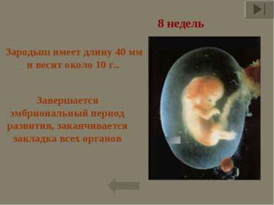 Завершается эмбриональный период развития, заканчивается закладка всех органо...