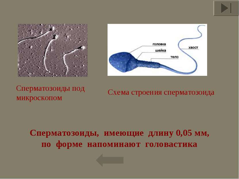 Сперматозоиды,  имеющие  длину 0,05 мм, по  форме  напоминают  головастика * ...