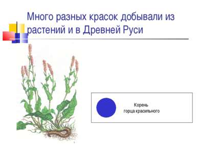 Много разных красок добывали из растений и в Древней Руси Корень горца красил...