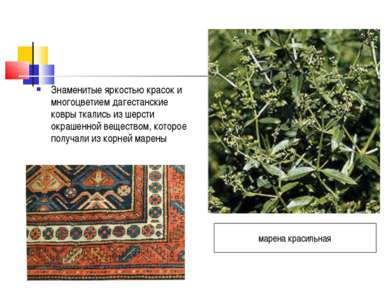 Знаменитые яркостью красок и многоцветием дагестанские ковры ткались из шерст...