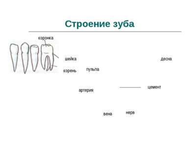 Строение зуба коронка шейка корень десна пульпа артерия вена нерв цемент