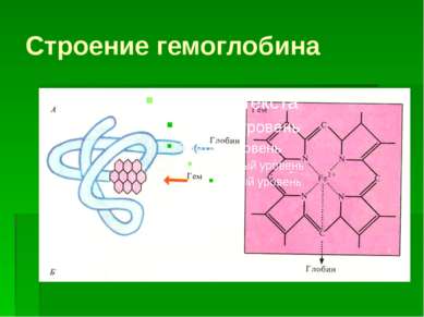 Строение гемоглобина