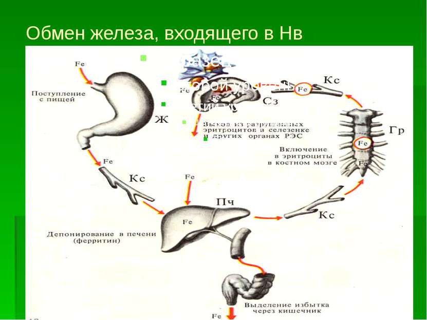 Обмен железа, входящего в Нв