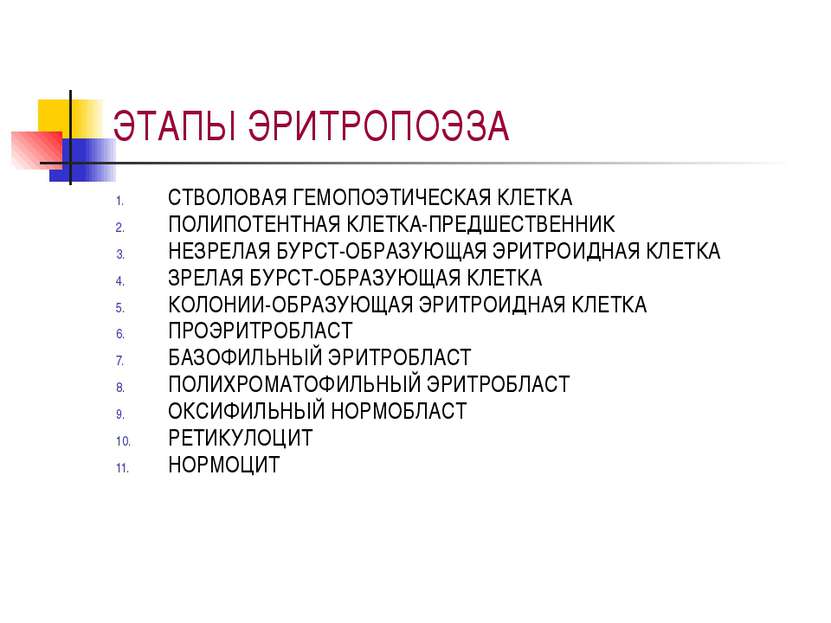 ЭТАПЫ ЭРИТРОПОЭЗА СТВОЛОВАЯ ГЕМОПОЭТИЧЕСКАЯ КЛЕТКА ПОЛИПОТЕНТНАЯ КЛЕТКА-ПРЕДШ...